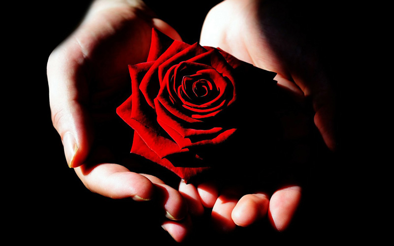 Rose (Bild: Pixabay)