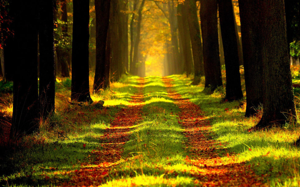 Wald (Bild: Pixabay)